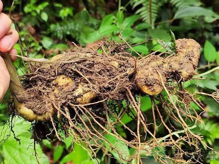 漠源琵琶丘基地黃精試種擴(kuò)容！金森探索林藥共生新路徑
